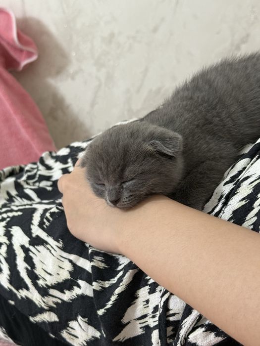 Мысық шотландский