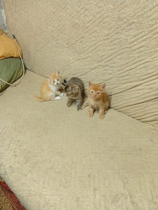 Отдам  Даром  Котят