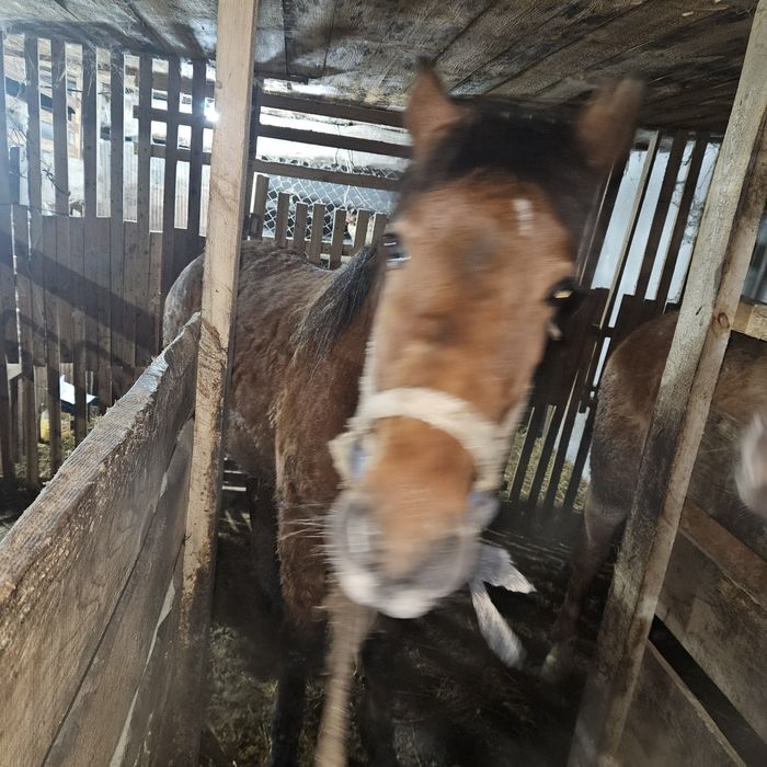 Тай с откорма на согым