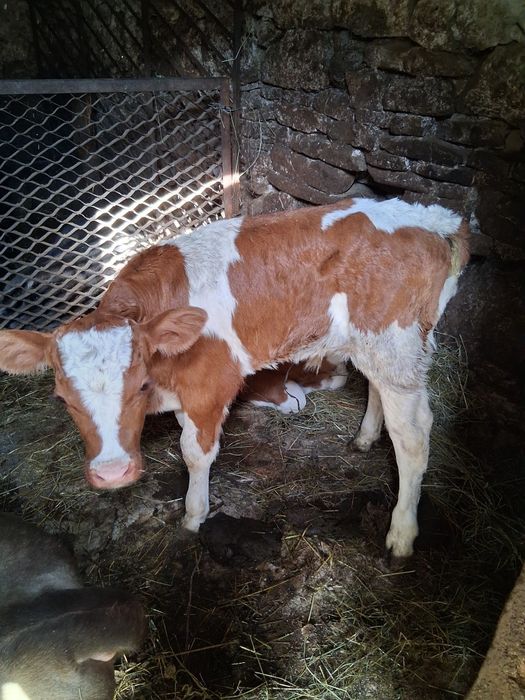 Vand doi vitei baltati