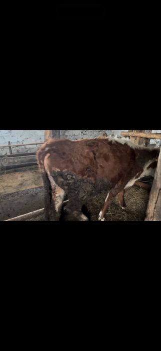 Продам корову стоит на откорме