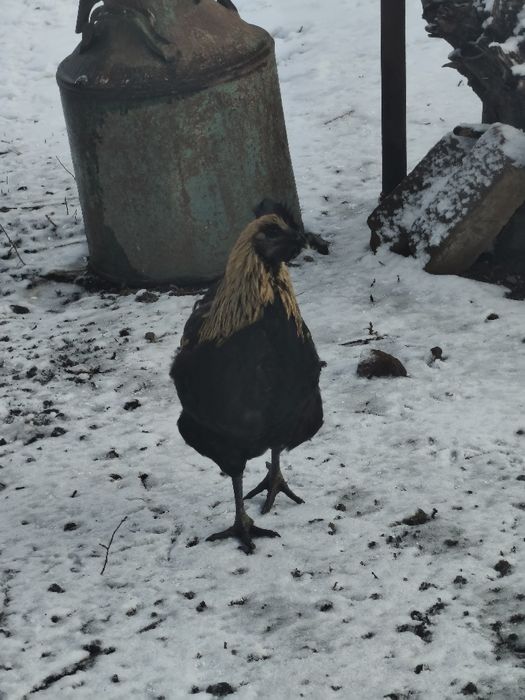 Петухи домашние молодые