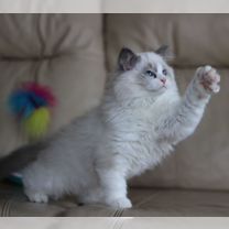 Regdoll va boshqa turdagi parodali mushukchalar