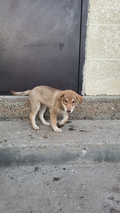 Отдам щенка в хорошие руки