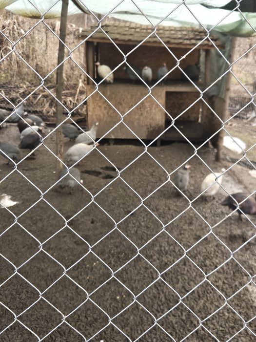 Vând bibilici si curcani..