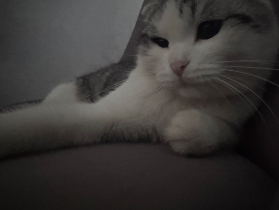 Кот в добрые руки