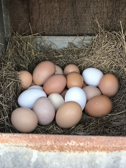 Домашние яйца и Петухи