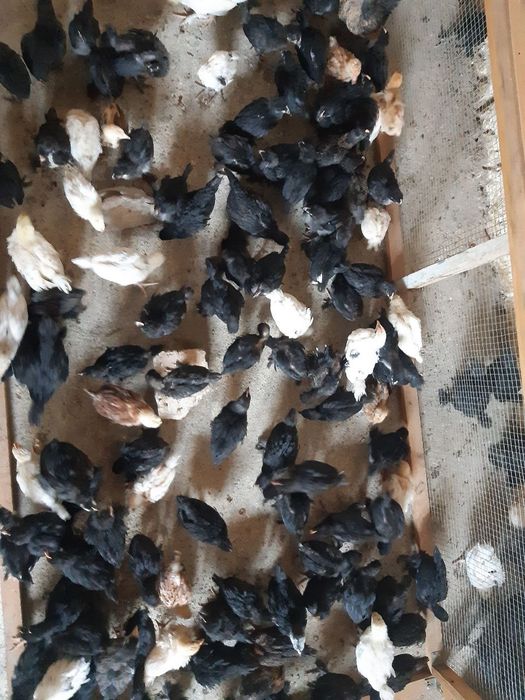 Jo'jalar joja 30 kunlik sifatli ishonchli qora shag'zoda,yubileyniy,