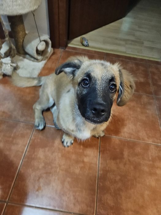 Adoptie 2 catelusi, impreuna sau separat, o mama si un pui