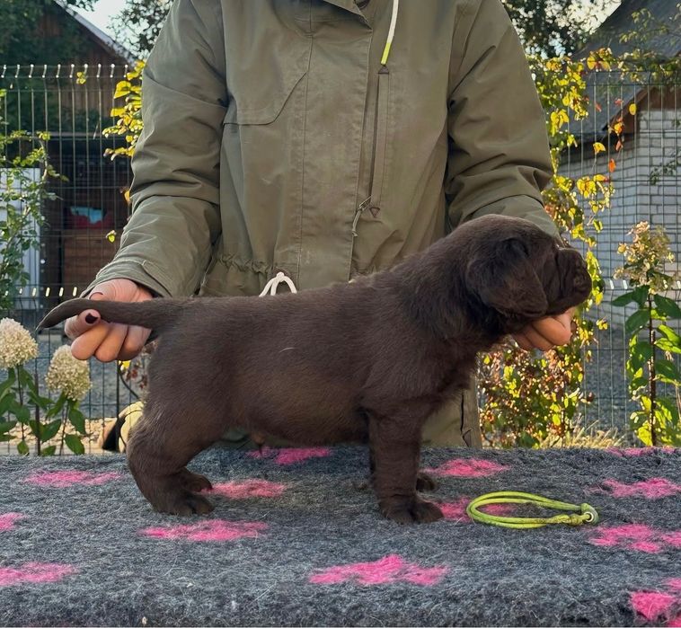 Щенки Лабрадора-Ретривера