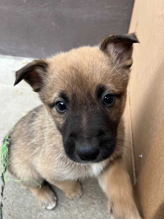 Кученца Белгийска овчарка Малиноа