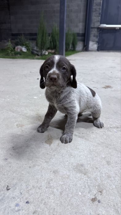 Щенки породы Курцхаар