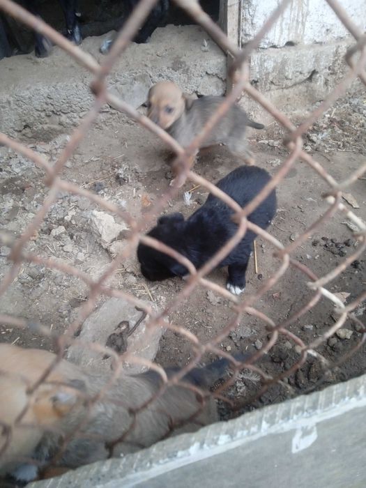 Pitbull it bolalari sotiladi