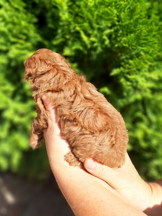 Pudel/Caniche mascul