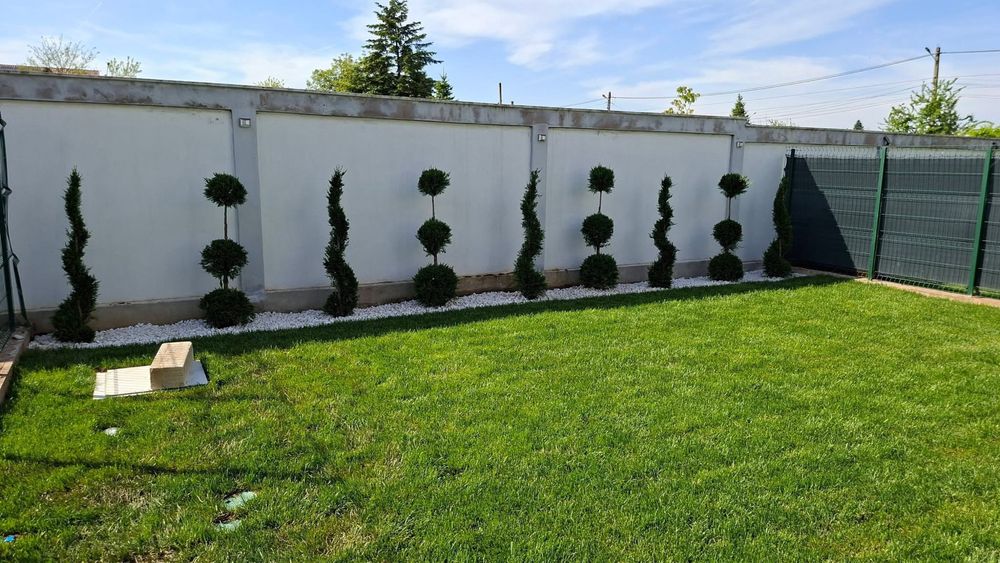 Plante ornamentale-oferte