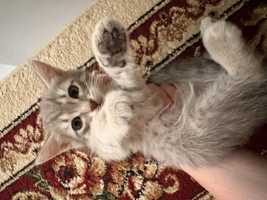 Отдам котят. Мальчик и девочка.