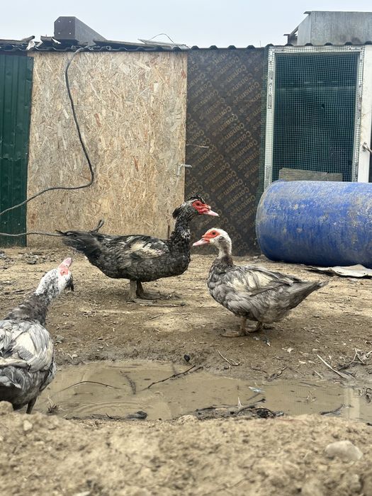 индоутка, индоутки