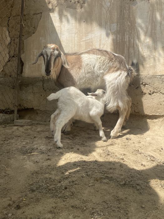 Сауынды ешкі сатылады