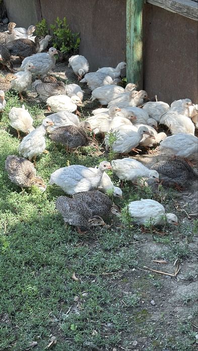 Цесарята цесарок цыплята куры цецарки