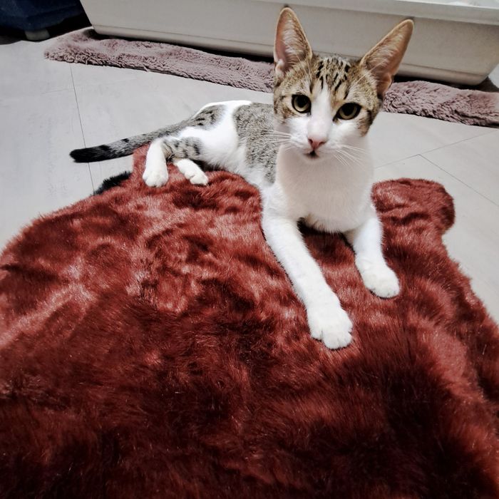 Adoptie motan castrat Zurel