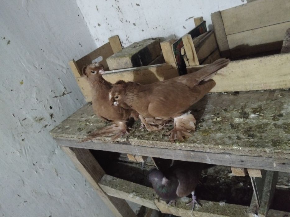 Срочно продаю...