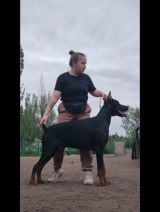 Кобель добермана, вязка