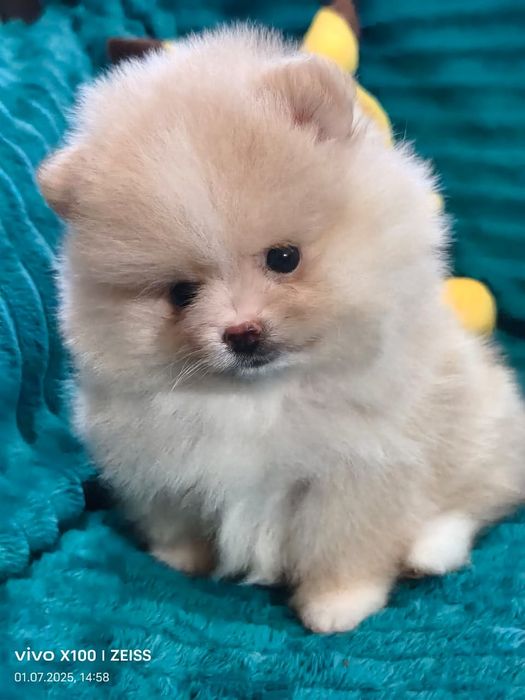 Очаровательные щенки шпица.