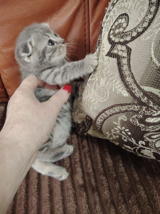 Шотландские фолды