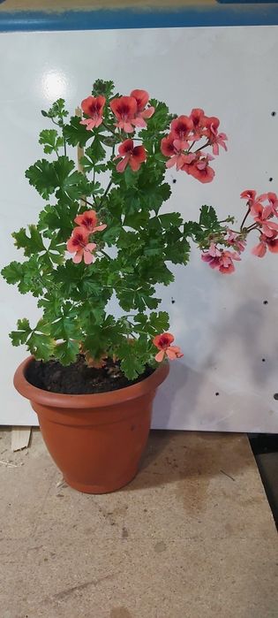 Продам зональную герань