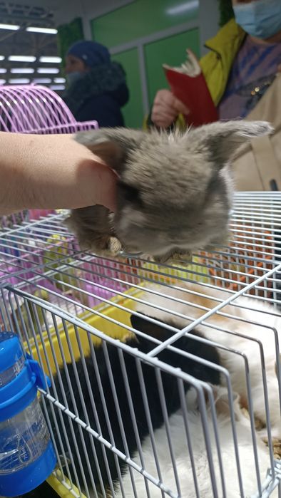 Вислоухие кролики декоративные