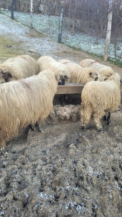 Vând cinci oi tinere doua fătare mai multe detalii la telfon