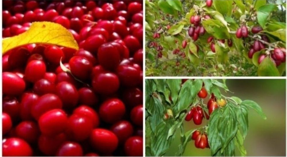 Puiet corn fructifer ( Cornus Mass) diferite