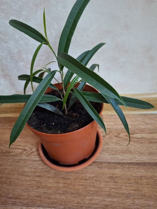 Фикус Али. Фикус Али