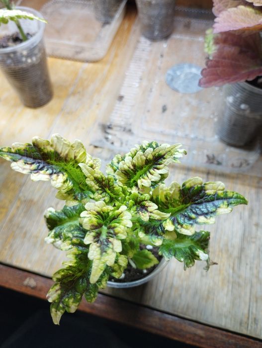 Продам комнатные цветы