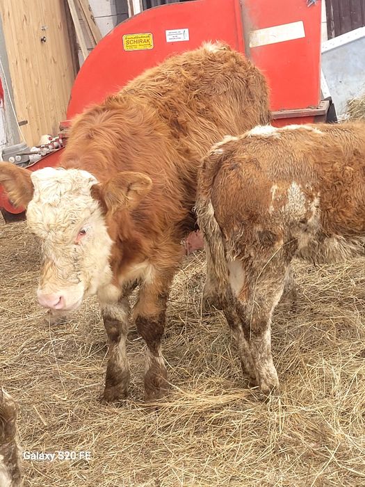 Vitica baltata românească frumoasa 6 luni  din vaci bune de lapte