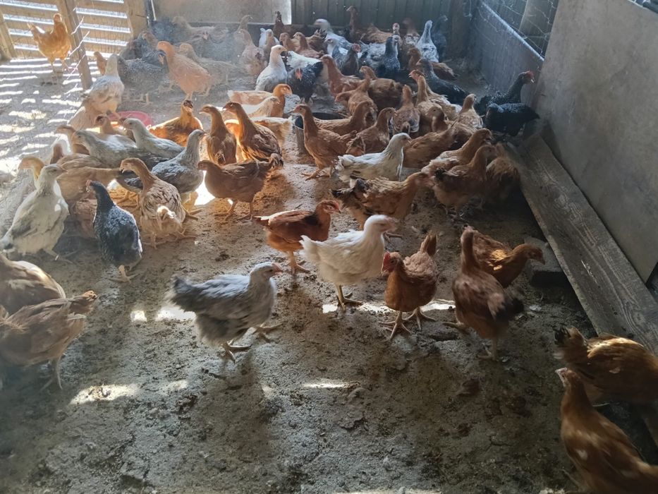 Vand pui rasa mixta