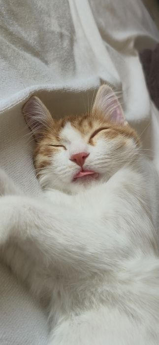 Отдам котенка, девочка