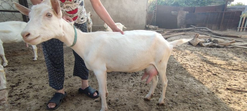 Продаются зааненские козы