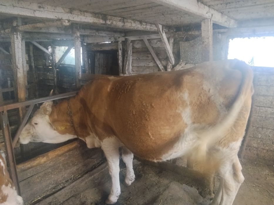 Vând 2 vaci una cu vițel