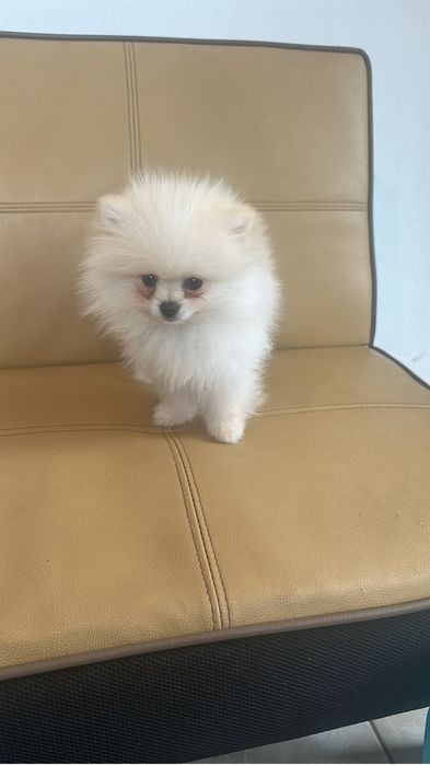 Pomeraniam mini toy