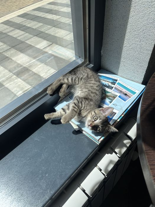 Котенок в добрые руки