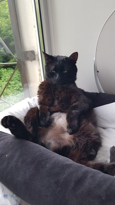 стерилизованный кот