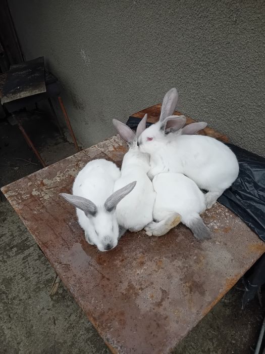 Vand puiet panonia cu UT