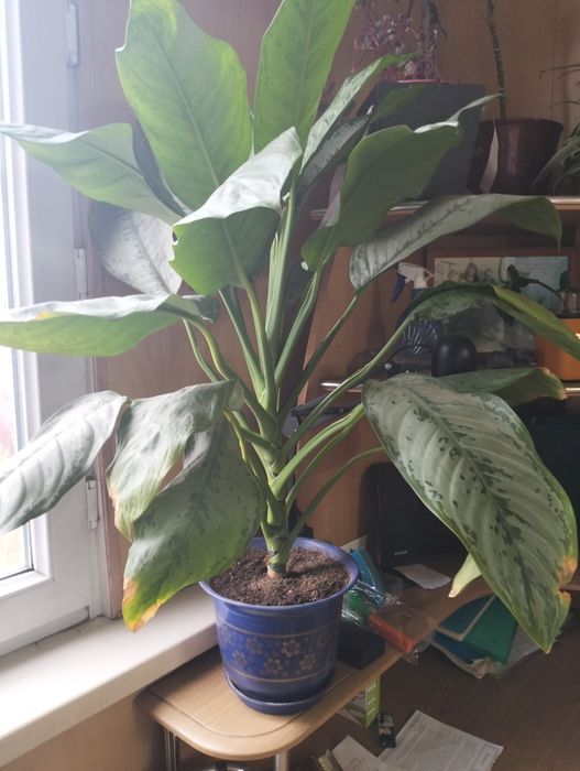 Комнатные цветы от 1000 т до 15000 т