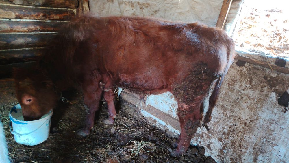 Продам бычков возраст 1 год