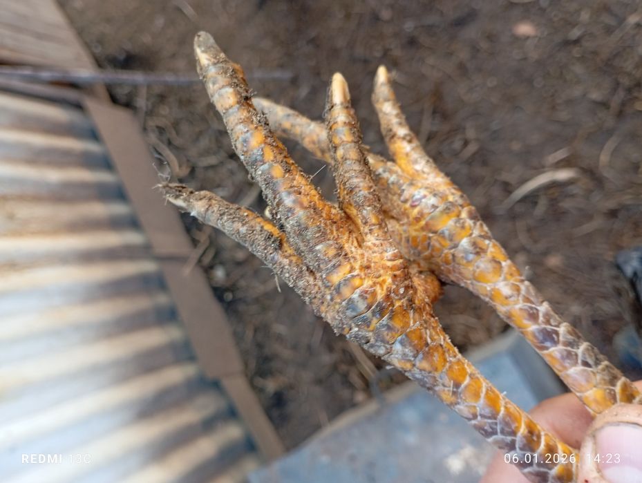 Дакан пепельный молодая