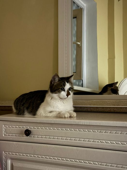 В добрые руки, стерилизована