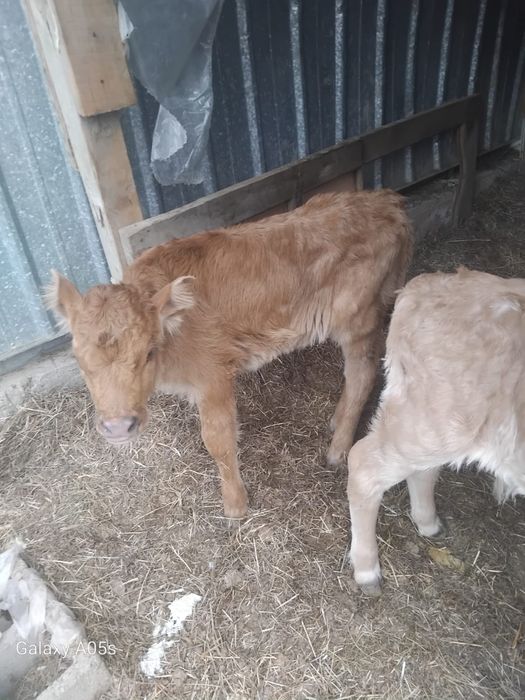 Бұзаулы сиырлар сатылады