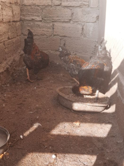 Петух/ Әтеш сатылады