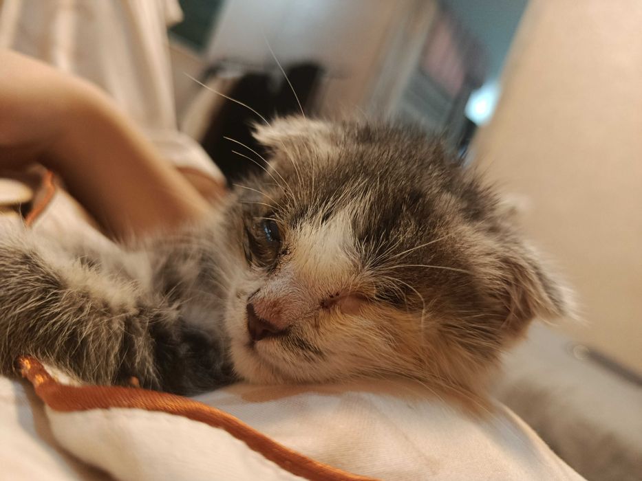 Котенок ищет добрые руки(отдам сразу с лаком и миской)